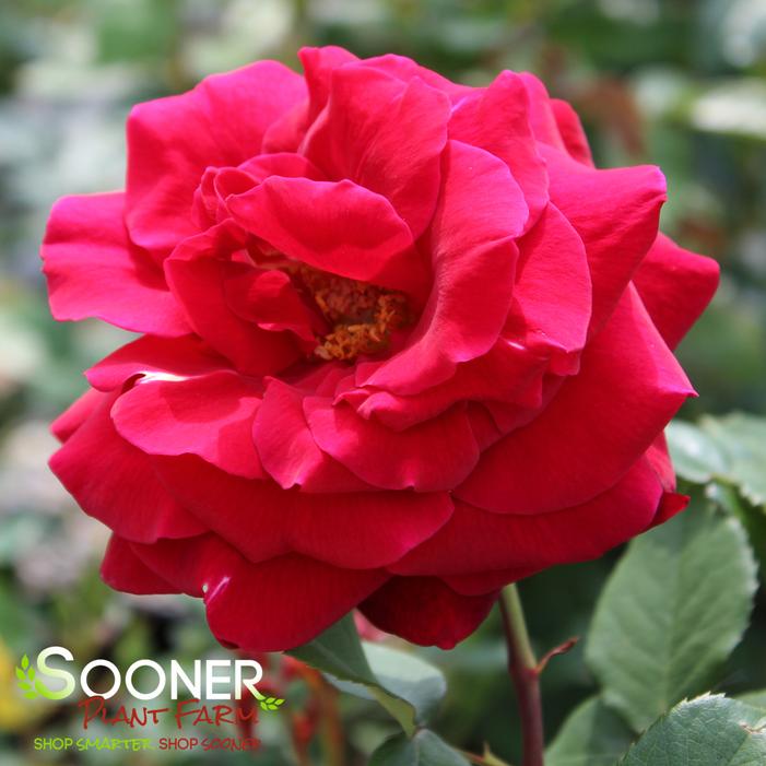 Image property of Sooner Plant Farm, Inc.