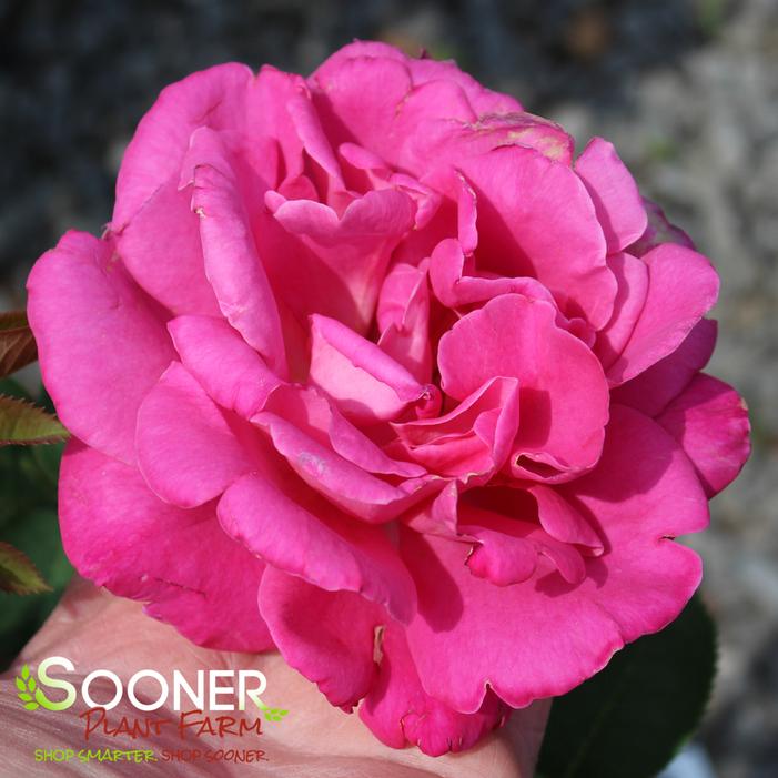 Image property of Sooner Plant Farm, Inc.