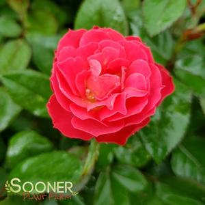 OSO EASY DOUBLE RED® ROSE