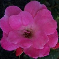 PINK KNOCK OUT® ROSE