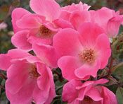 PINK KNOCK OUT® ROSE