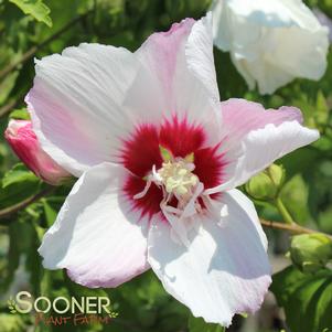 Hibiscus syriacus 'Minspot'