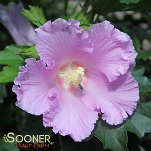 Hibiscus x syriacus 'Rosina'