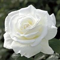 SUGAR MOON™ HYBRID TEA ROSE