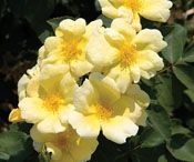 SUNNY KNOCK OUT® ROSE