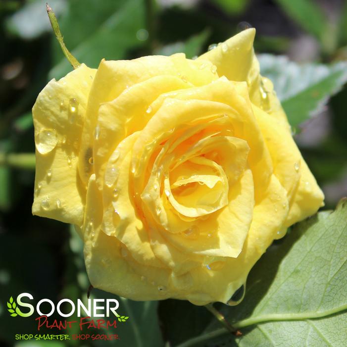 SUNSPRITE FLORIBUNDA SHRUB ROSE