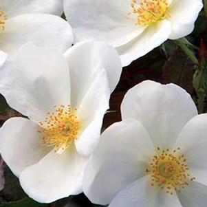 Rosa x 'Radwhite'