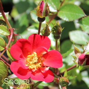 WING-DING POLYANTHA ROSE