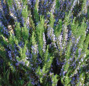 TUSCAN BLUE UPRIGHT ROSEMARY