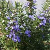 ROSEMARY