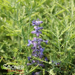 DENIM 'N LACE RUSSIAN SAGE