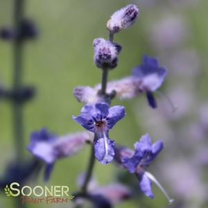 RUSSIAN SAGE