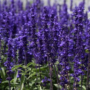 Salvia splendens 'Victoria Blue'