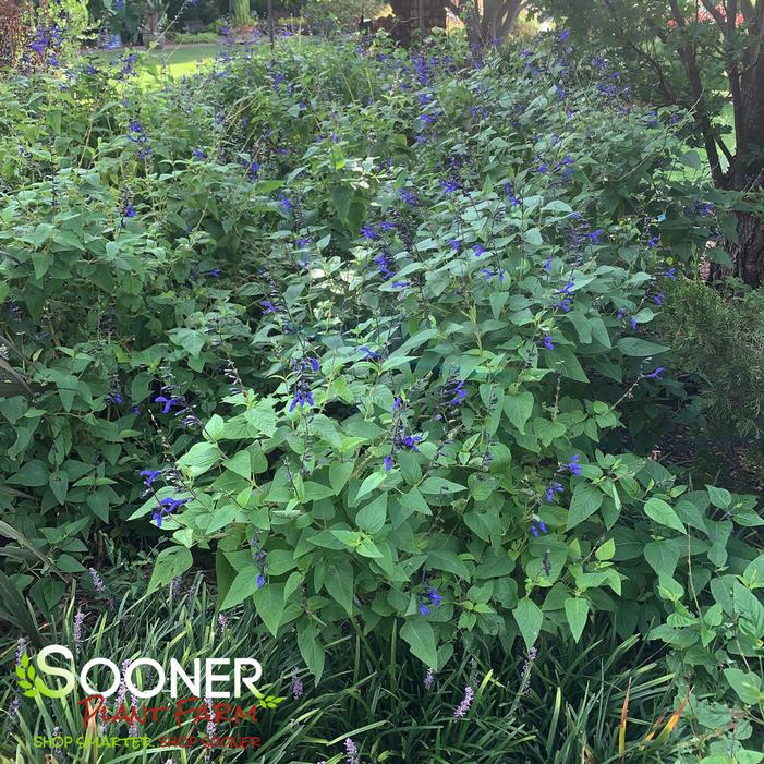 BLACK AND BLUE ANISE SALVIA