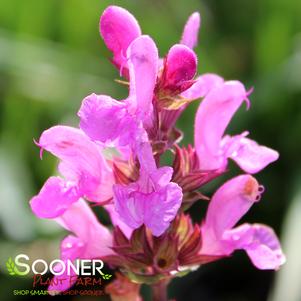 Salvia nemerosa 'Rose Marvel'