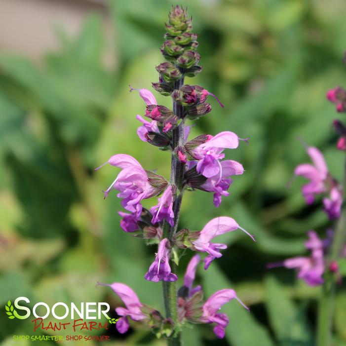 COLOR SPIRES® BACK TO THE FUCHSIA SALVIA