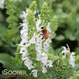 Salvia sylvestris 'Snow Hill'