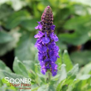 Salvia nemerosa 'Blue Marvel'