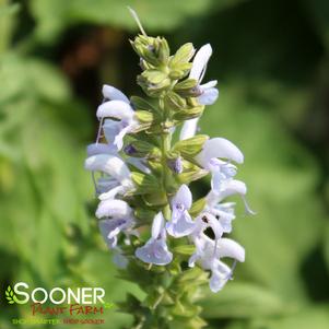 Salvia nemerosa 'Perfect Profusion'