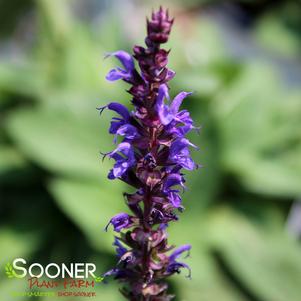 Salvia nemerosa 'Violet Riot'