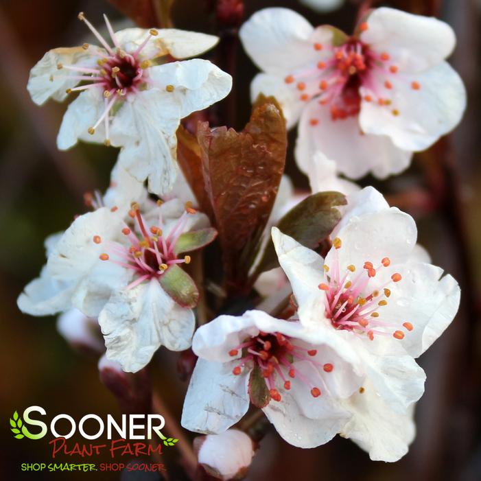 PURPLELEAF SAND CHERRY