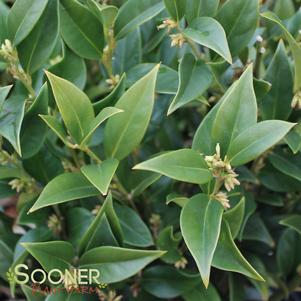 Sarcococca orientalis ''