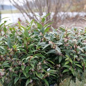 Sarcococca hookeriana 'Purplerij1'