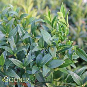 Sarcococca hookeriana var. humilis ''