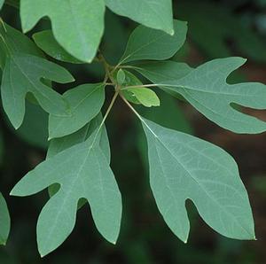 COMMON SASSAFRAS