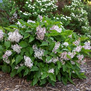 Syringa x 'Jeflady'