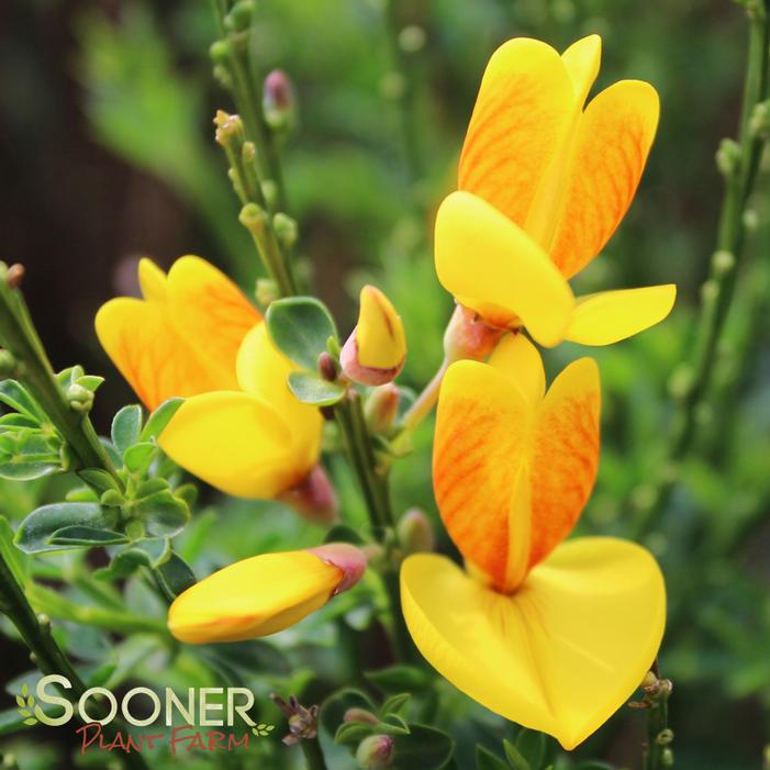 MADAME BUTTERFLY SCOTCH BROOM