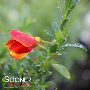 Cytisus scoparius 'SMNCSAB'