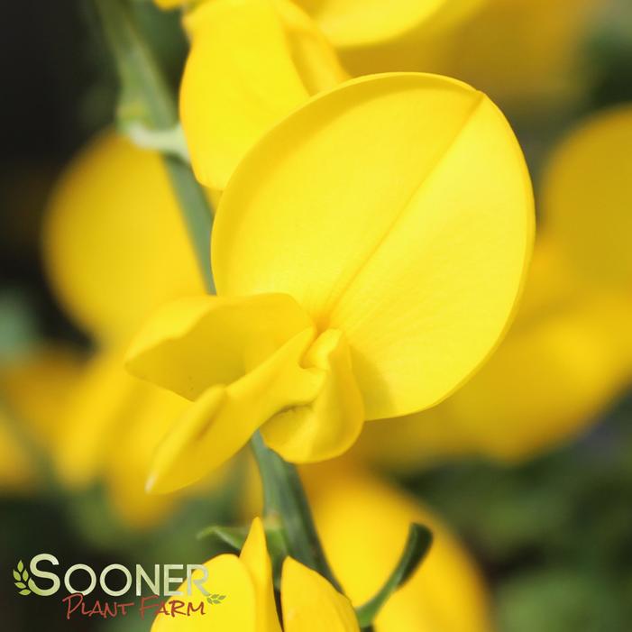 SISTER GOLDEN HAIR® SCOTCH BROOM