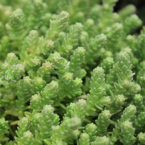 ACRE SEDUM