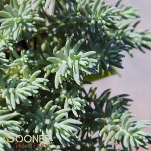 Sedum reflexum 'Blue Spruce'