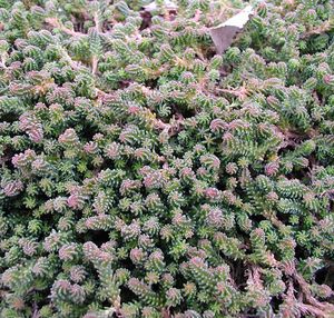 ACRE SEDUM