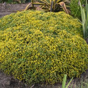 Sedum x 'Yellow Brick Road'