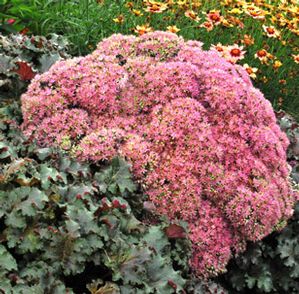 BEACH PARTY SEDUM