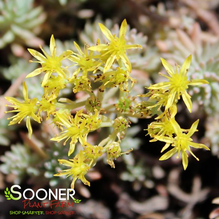 BLUE SPRUCE SEDUM