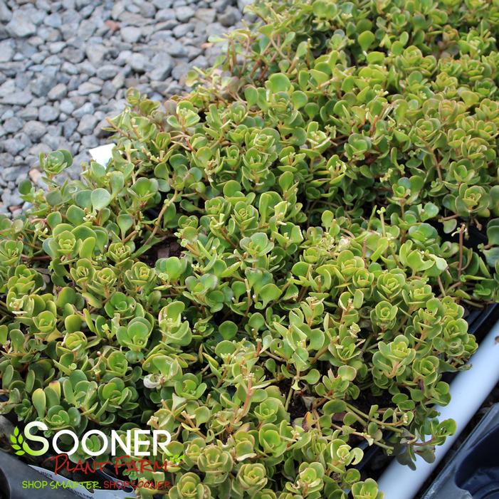 Image property of Sooner Plant Farm, Inc.