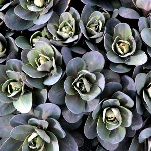 MARINA SEDUM