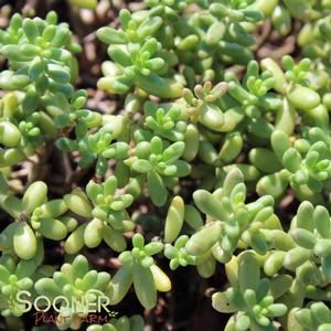 MURALE SEDUM