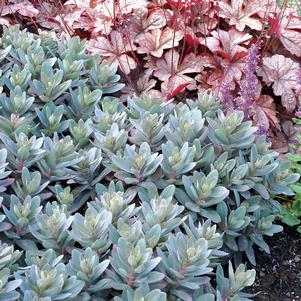 Sedum telephium 'Marina'