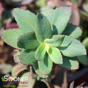 Sedum x 'Red Cauli'