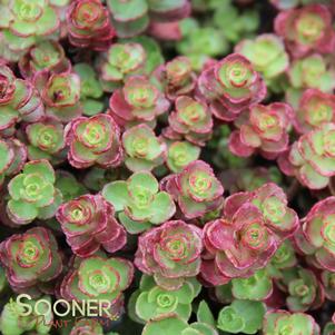 Sedum spurium 'Red Carpet'