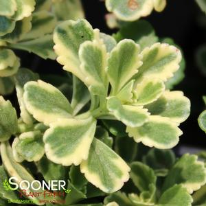 ROCK 'N GROW® BOOGIE WOOGIE SEDUM