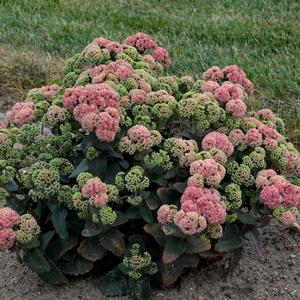 ROCK 'N GROW® CORALJADE SEDUM