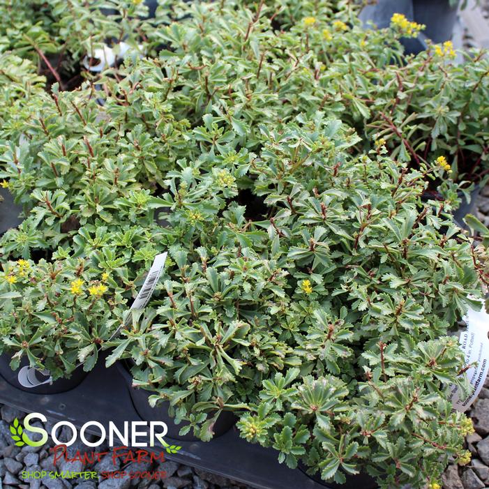 Image property of Sooner Plant Farm, Inc.