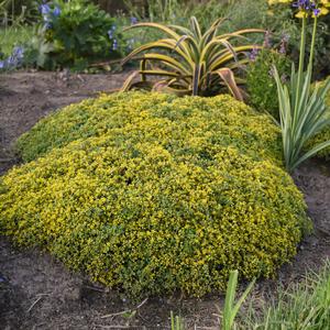 ROCK 'N GROW™ YELLOW BRICK ROAD SEDUM