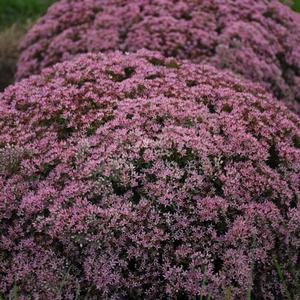 ROCK 'N ROUND™ PRIDE AND JOY SEDUM